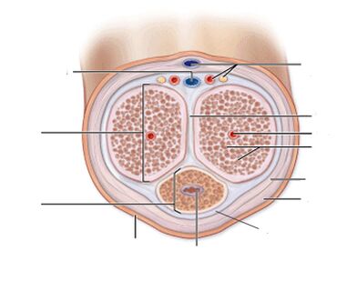 Penis ligaments